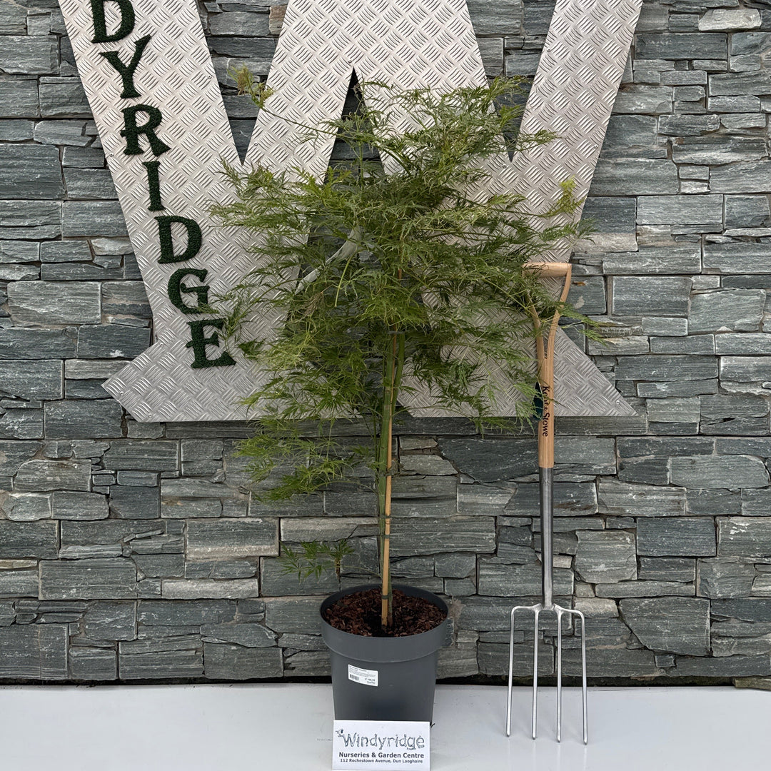 Acer palmatum 'Dissectum' C14