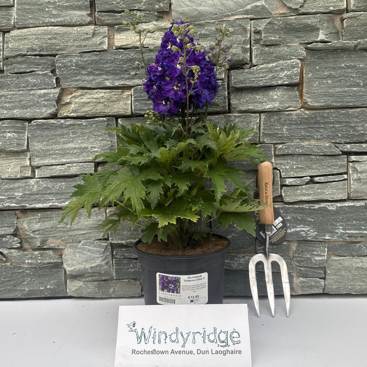DELPHINIUM Delgenius Glitzy