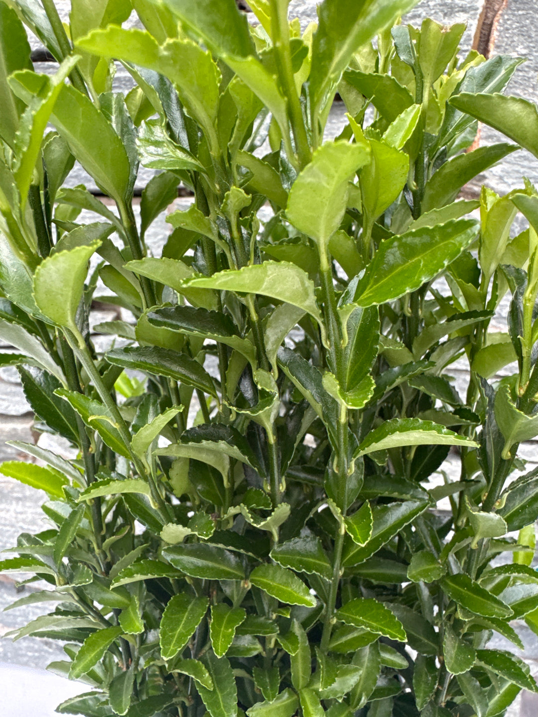 Euonymus jap. Green Spire  2L, square pot