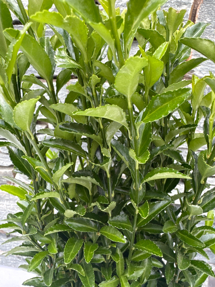 Euonymus jap. Green Spire  2L, square pot