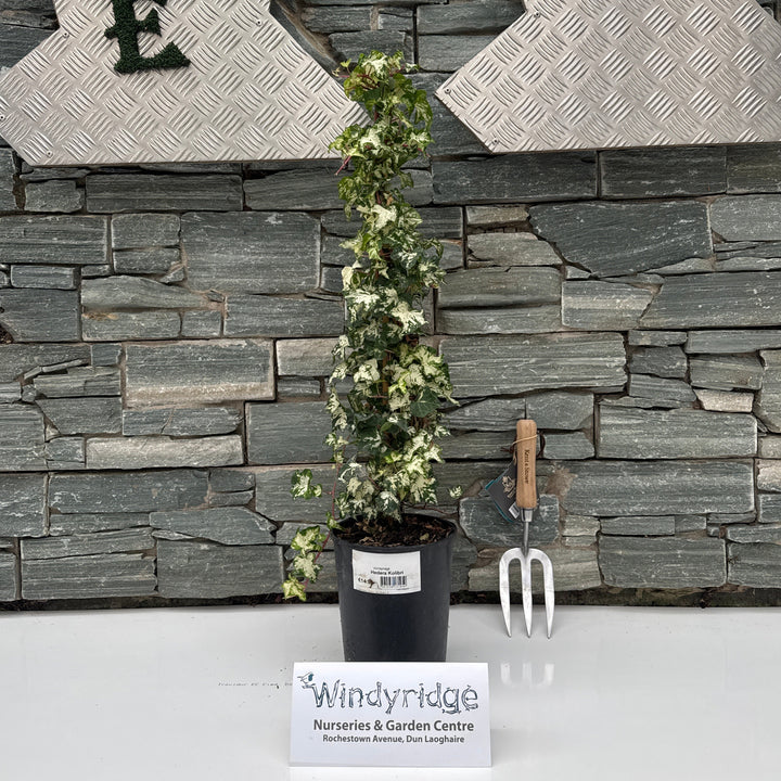 Hedera Kolibri 3ltr pots