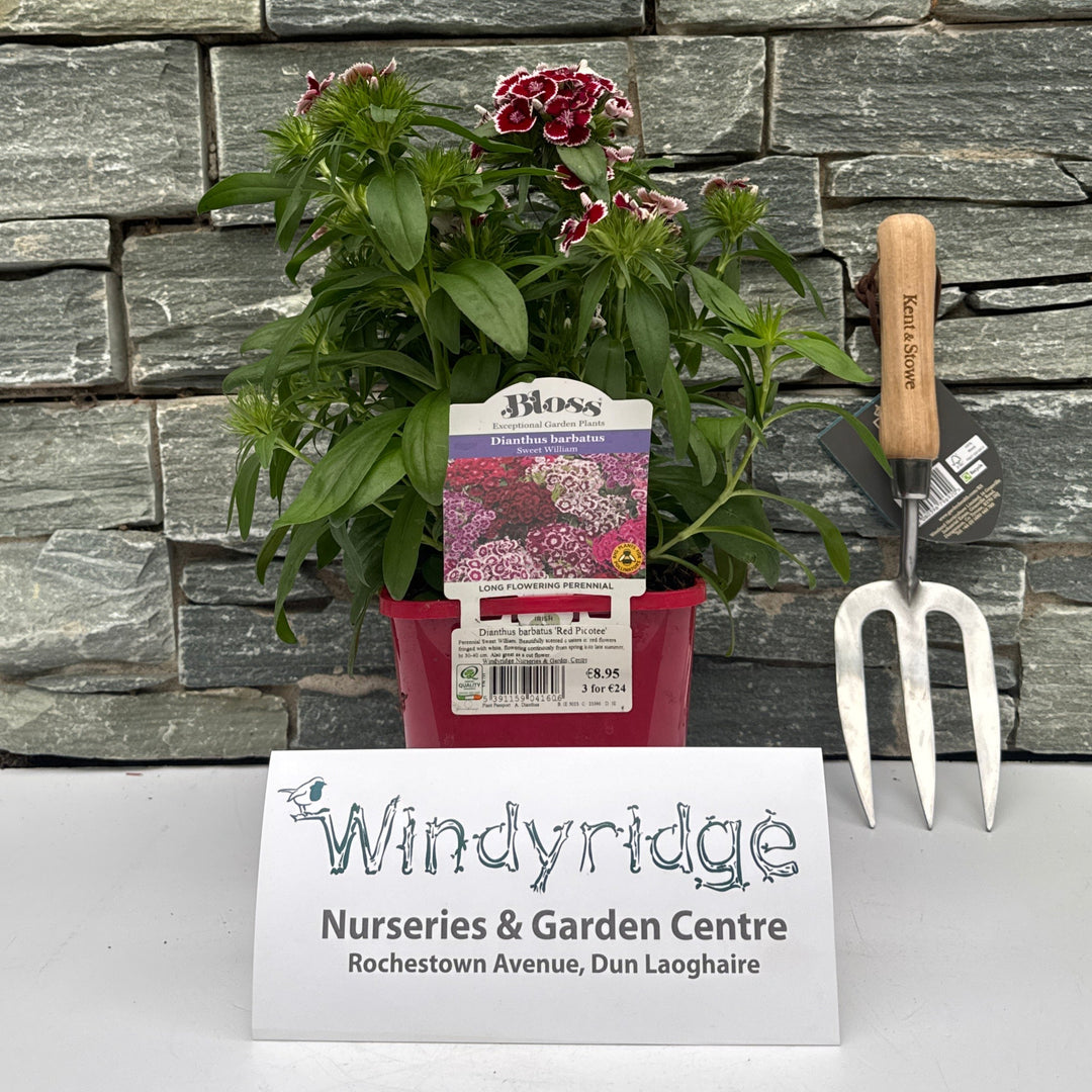 Dianthus barbatus Red Picotee 2lt Pot