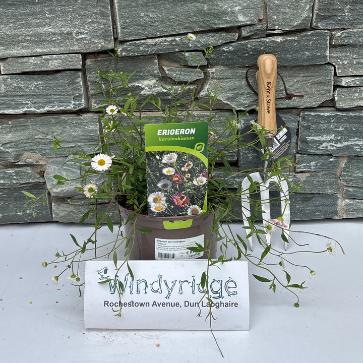 Erigeron Karvinskianus  2 Ltr Pot - Herbaceous - Windyridge Garden Centre