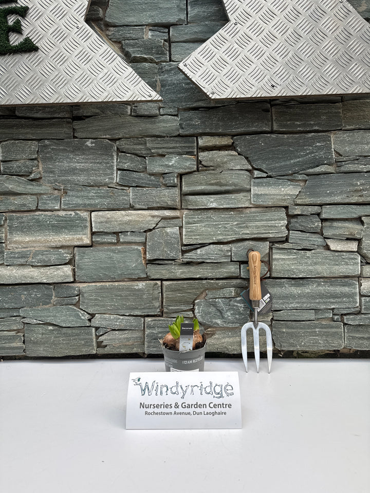 Hyacinthus White Pearl  P12