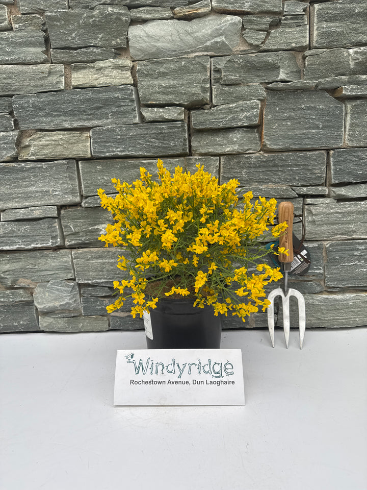 GENISTA lydia