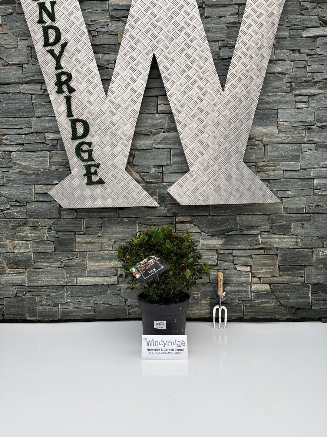 Ilex Blue Maid P28 Ball 40/50cm