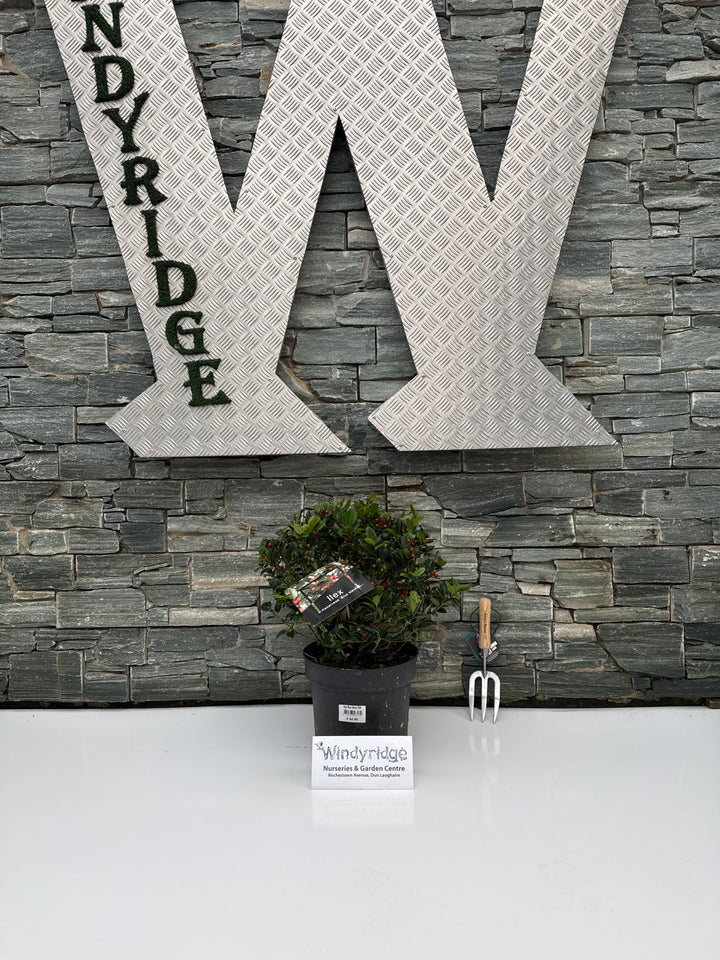 Ilex Blue Maid P28 Ball 40/50cm