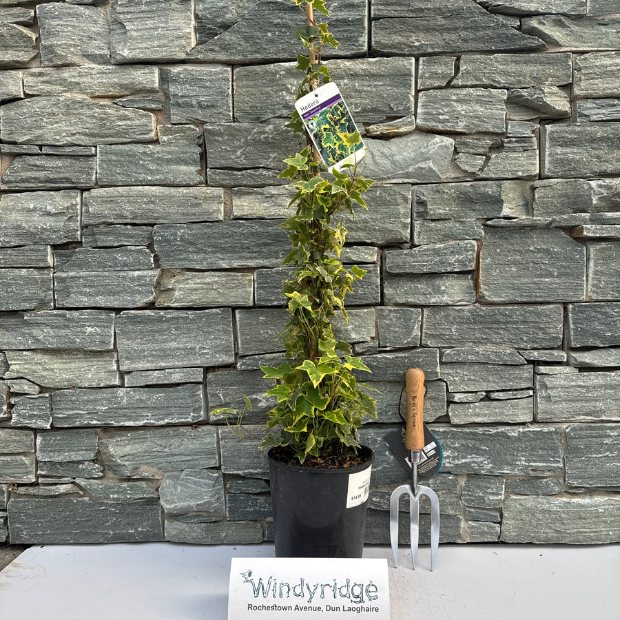 Hedera Gold Child - Climbers - Windyridge Garden Centre