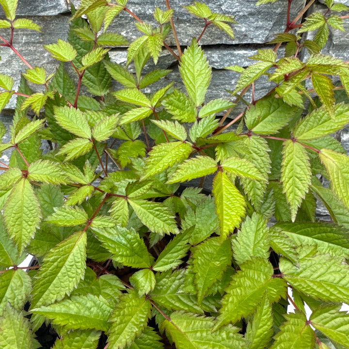 ASTILBE japonica Deutschland