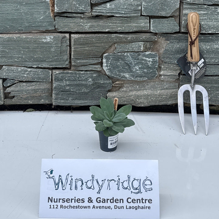 Senecio cephal. 'Mountain Fire' - Shrubs - Windyridge Garden Centre
