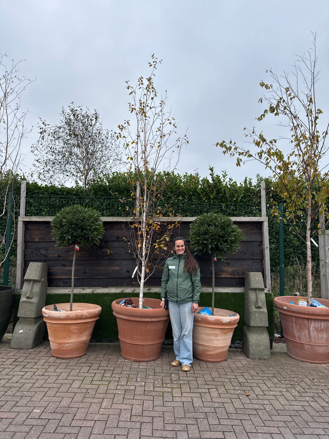 BETULA JACQUEMONTII