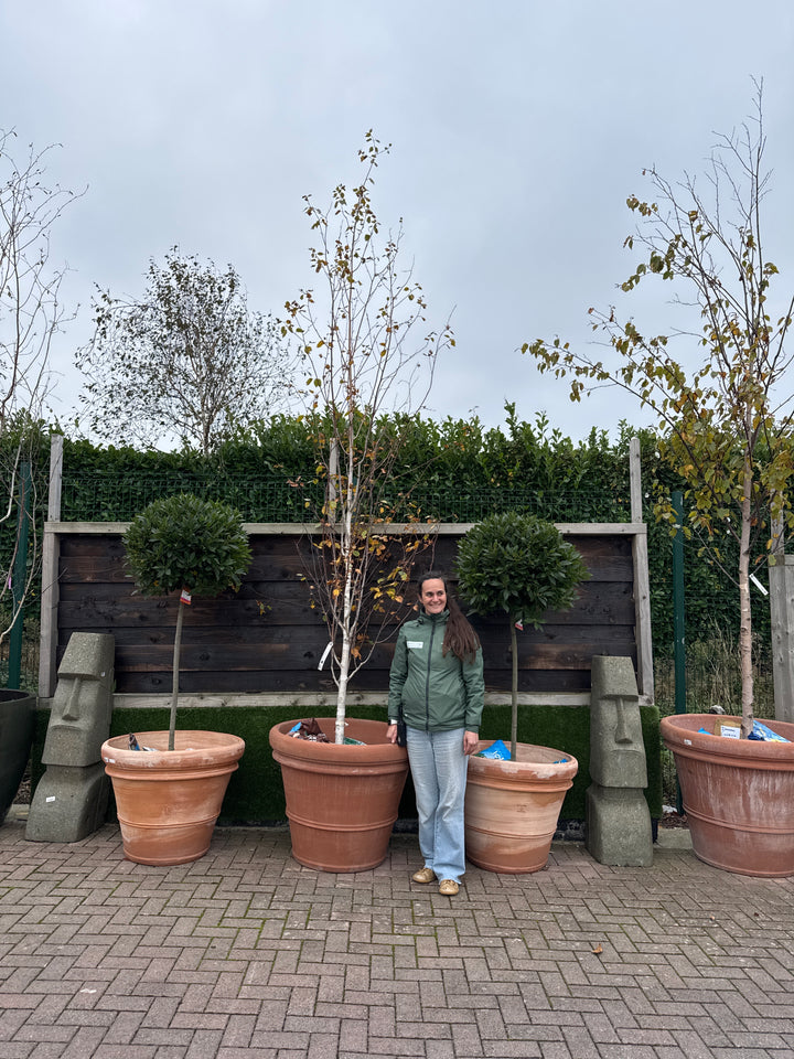 BETULA JACQUEMONTII
