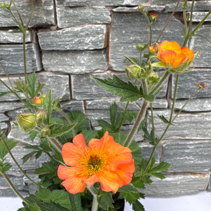 Geum Totally Tangerine