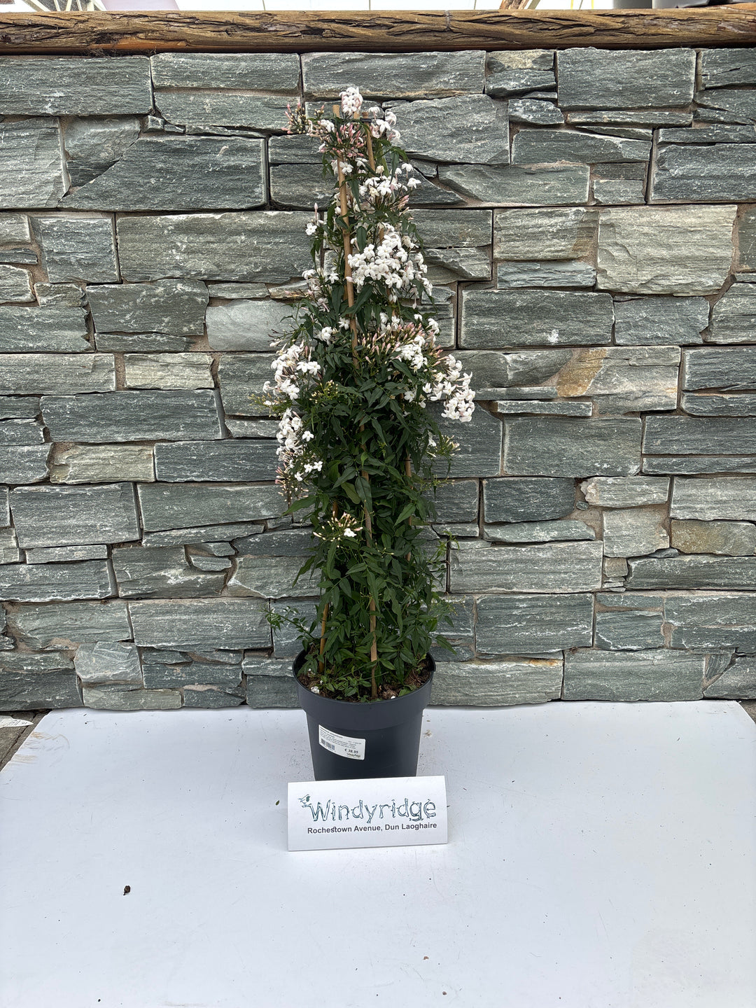 Jasminum polyanthum / P21 - 3 cane pyr