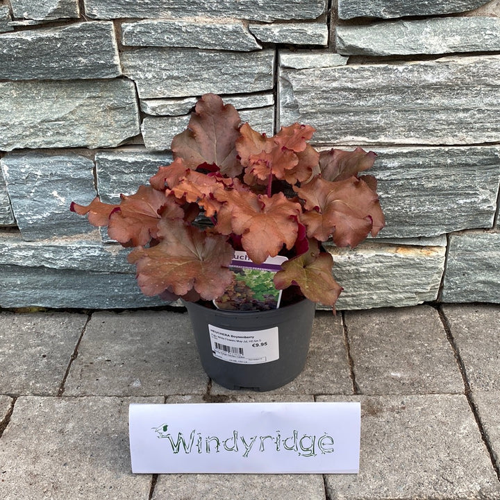 HEUCHERA Boysenberry