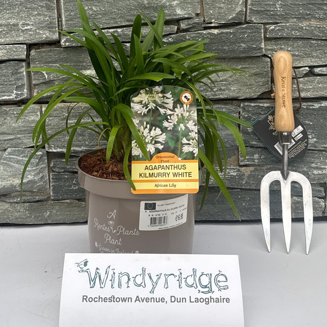 Agapanthus Kilmurry White - Herbaceous - Windyridge Garden Centre