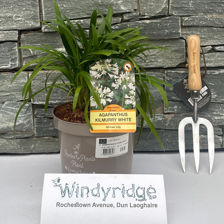 Agapanthus Kilmurry White - Herbaceous - Windyridge Garden Centre