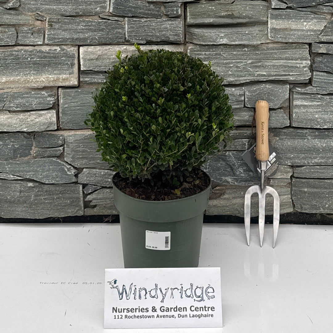Ilex cren. 'Jenny' 25 cm. P21