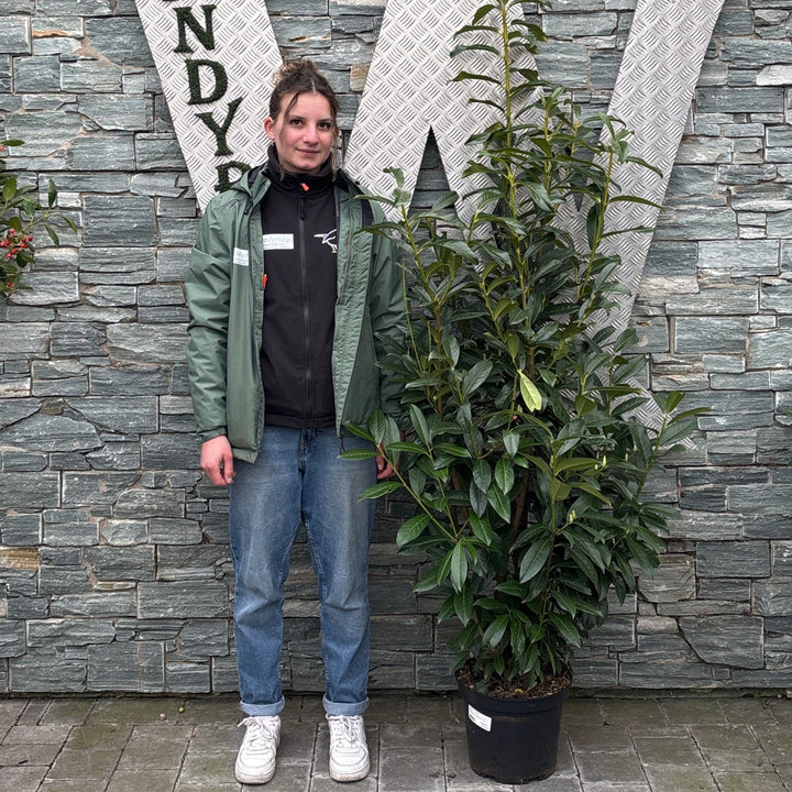 Prunus laur. Genolia  120-140 CM C10