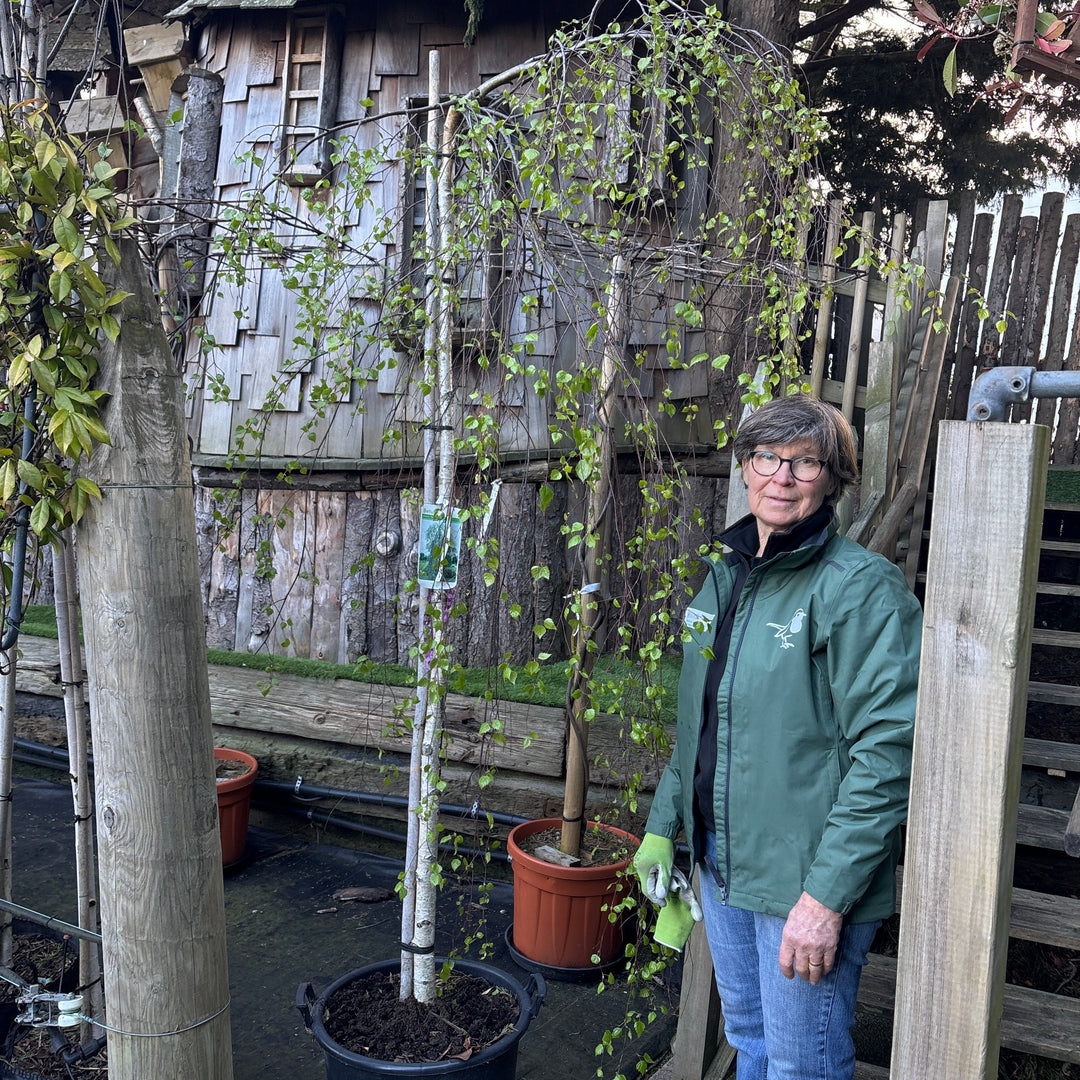Betula P. Youngii 35L 8/10 180Cm Stem - Trees - Windyridge Garden Centre