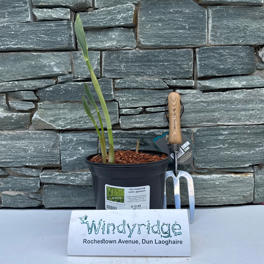 Polygonatum Comm. Giganteum - Herbaceous - Windyridge Garden Centre