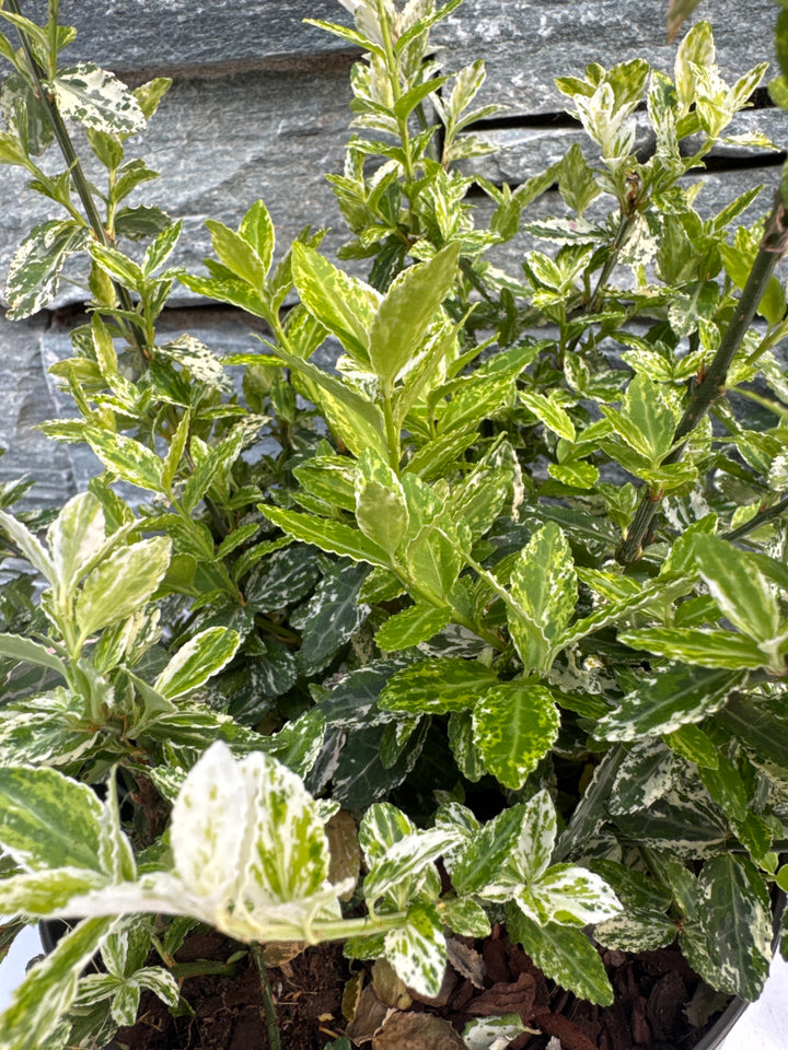 Euonymus fort. Harlequin