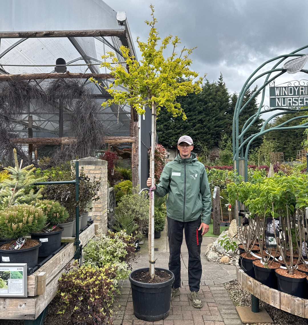 GINKGO BILOBA MARIKEN CLT 55   CIRC. TR. 14 - 16 CM  STD