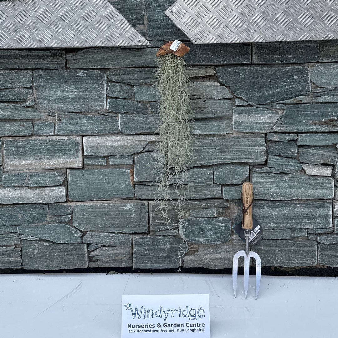 Tillandsia usneoides creations Cylinder(plastic) - Indoor plants - Windyridge Garden Centre