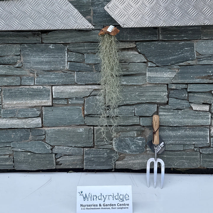 Tillandsia usneoides creations Cylinder(plastic) - Indoor plants - Windyridge Garden Centre