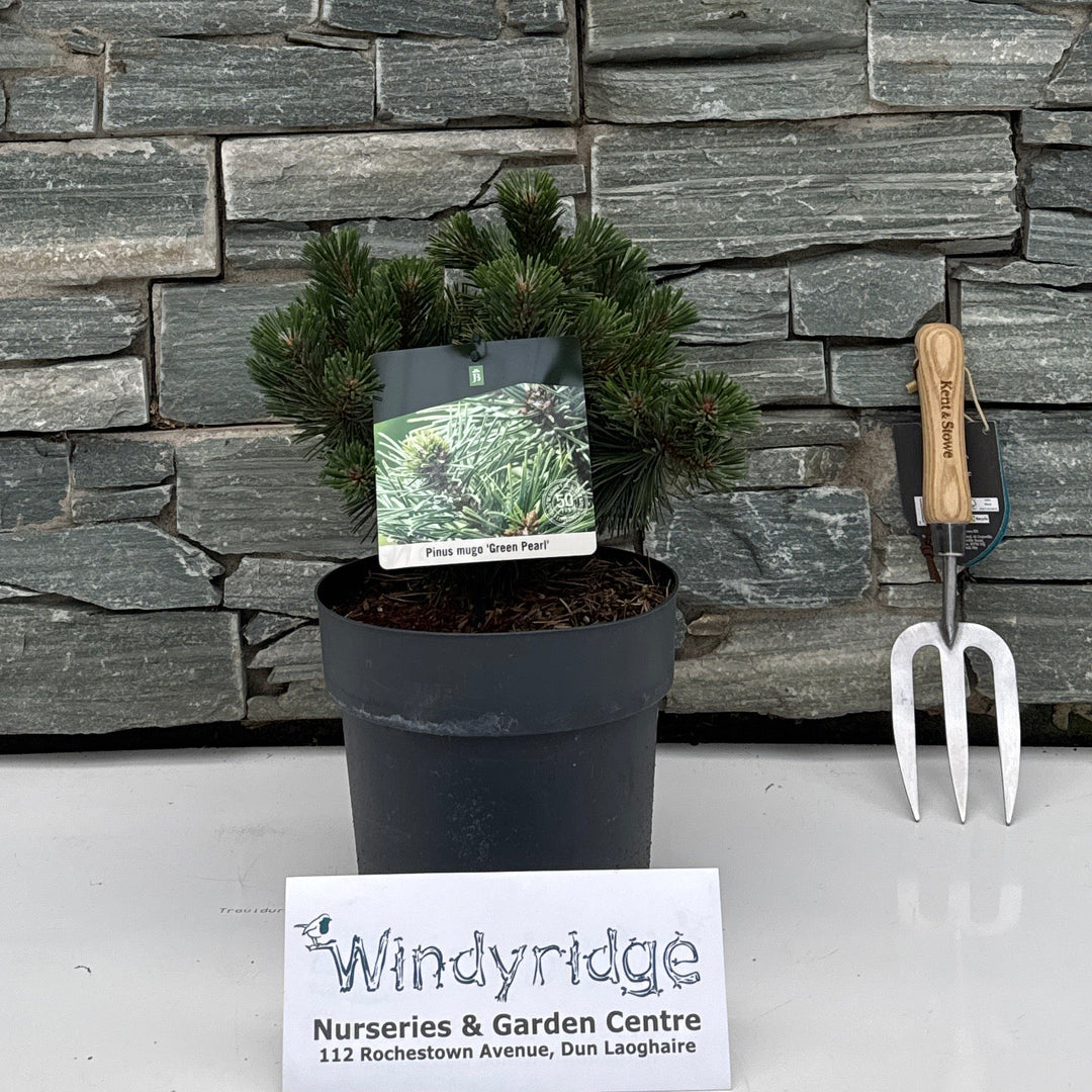 Pinus mugo 'Green Pearl'