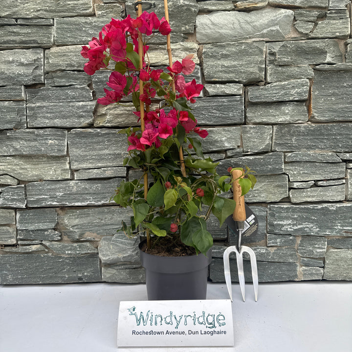 Bougainvillea red  P17- 3 cane pyr