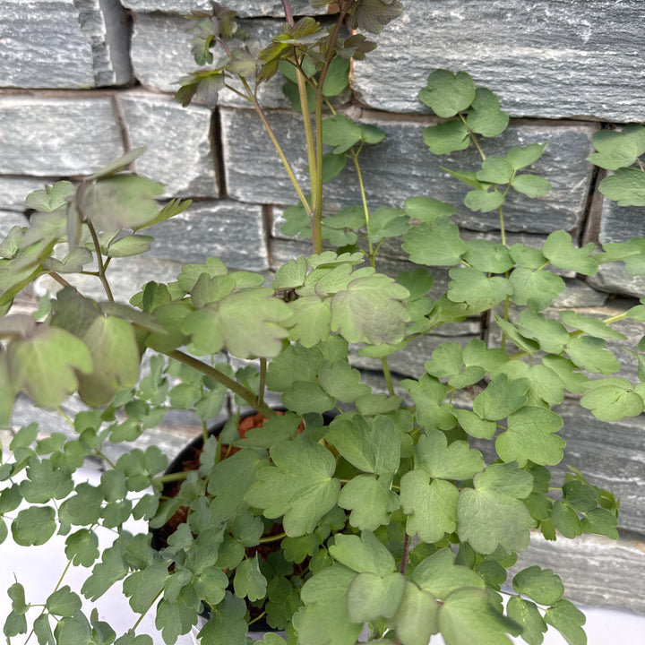 THALICTRUM Elin