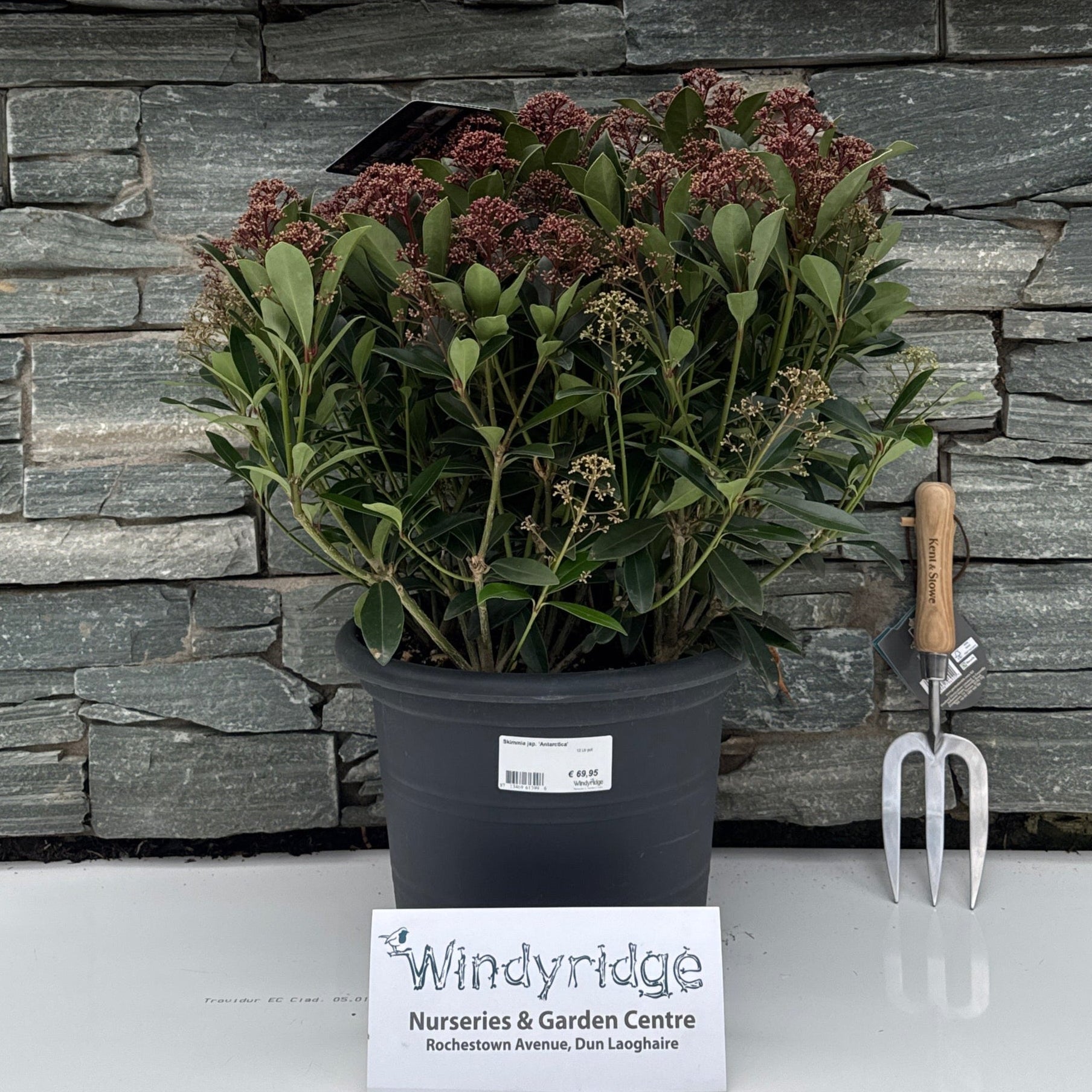 Skimmia jap. Antarctica 12 Ltr pot – Windyridge Garden Centre