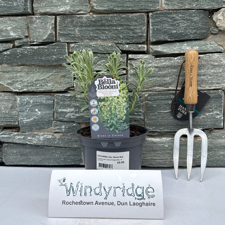 EUPHORBIA Glacier Blue