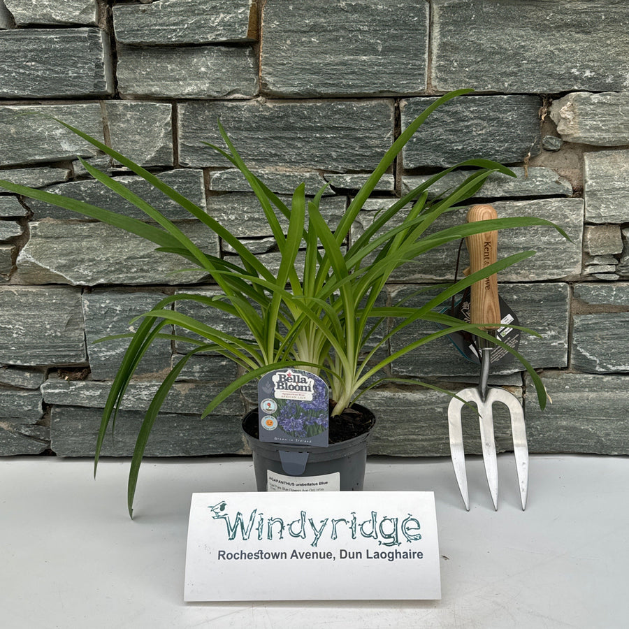 Agapanthus Umbellatus Blue - Herbaceous - Windyridge Garden Centre