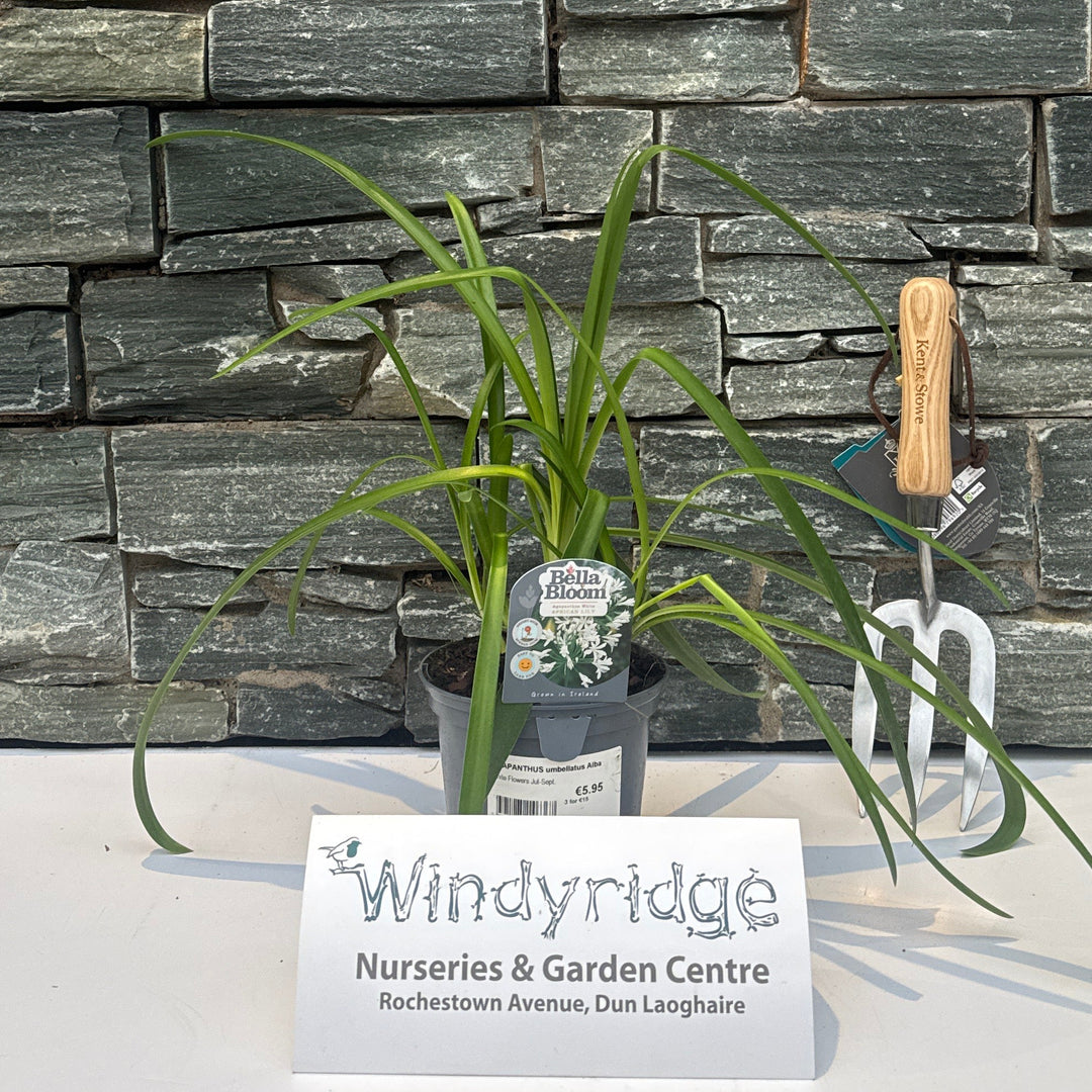 AGAPANTHUS umbellatus Alba