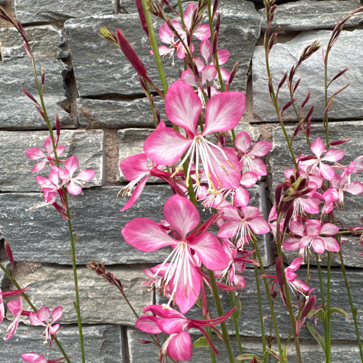 GAURA Freefolk Rosy 3Ltr Pot