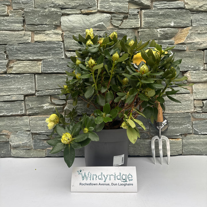 Rhododendron Goldkrone