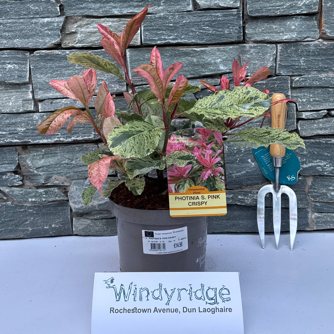 Photinia S. Pink Crispy - Shrubs - Windyridge Garden Centre
