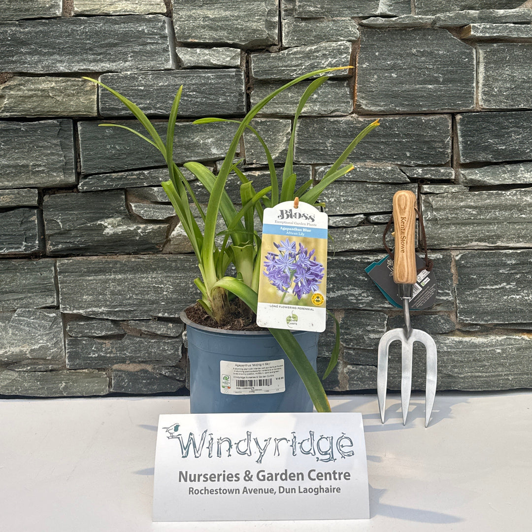 Agapanthus Midnight Sky - Herbaceous - Windyridge Garden Centre