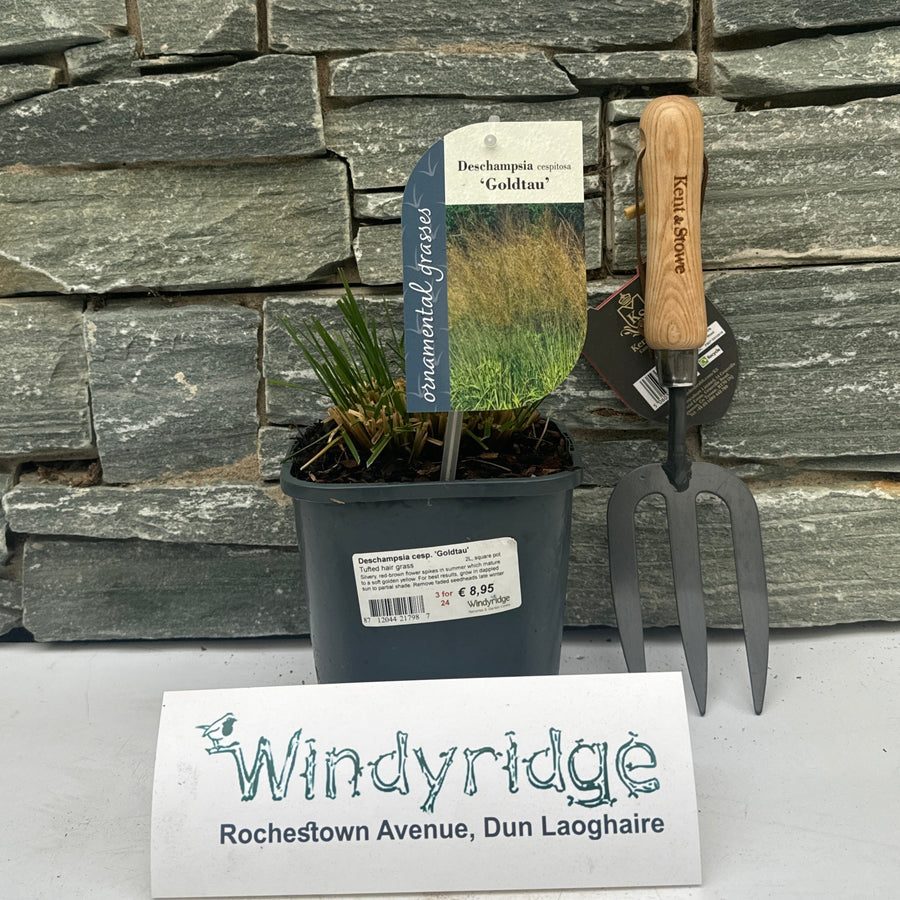 Deschampsia Cesp. Goldtau  2L, Square Pot - Herbaceous - Windyridge Garden Centre