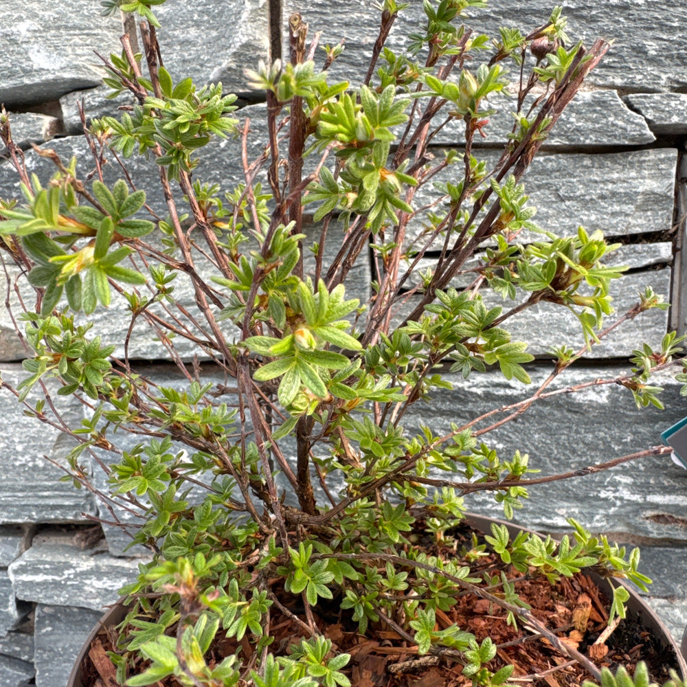 Potentilla Frut. Glamour Girl - Shrubs - Windyridge Garden Centre