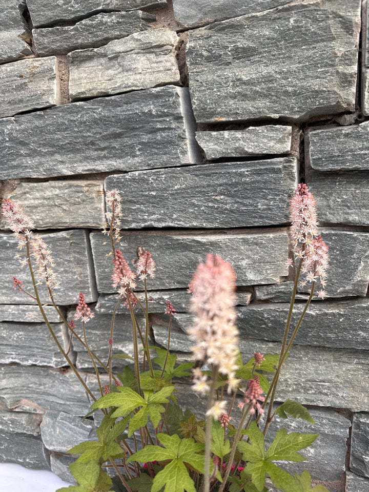 Tiarella Pink Torch