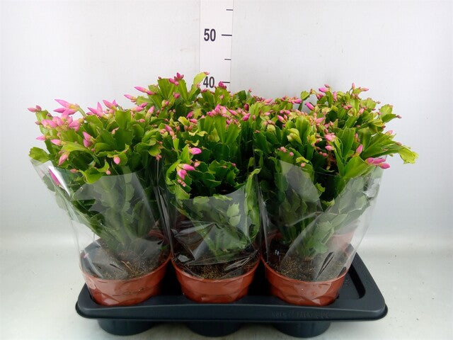 Schlumbergera mixed 3 colour 45 bud - Indoor Plants - Windyridge Garden Centre