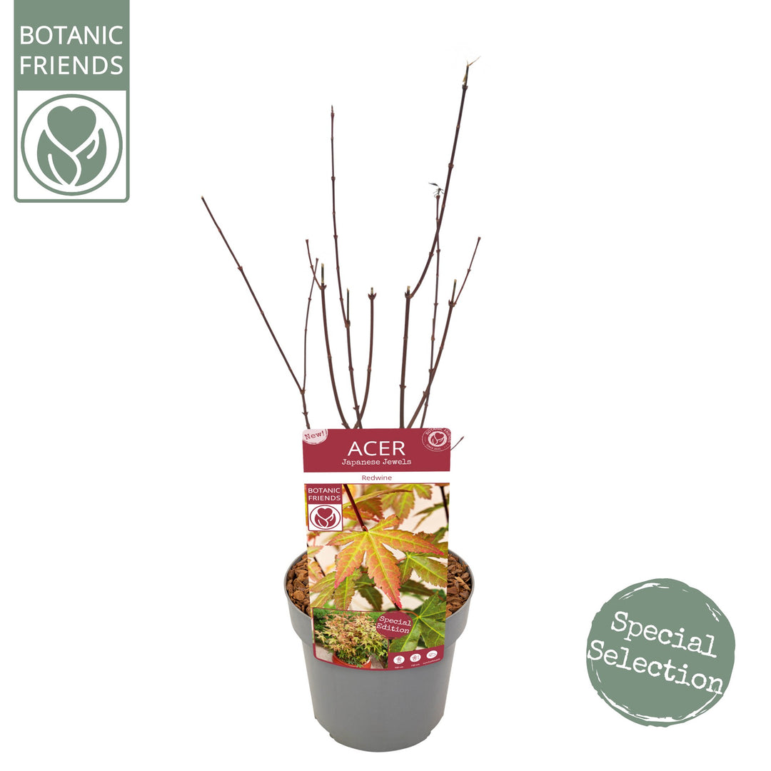 Acer palm. Redwine