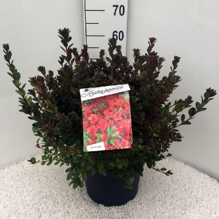 Azalea (J) Red  10 Ltr pot