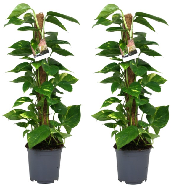 Epipremnum pinnatum  P19 + mosspole
