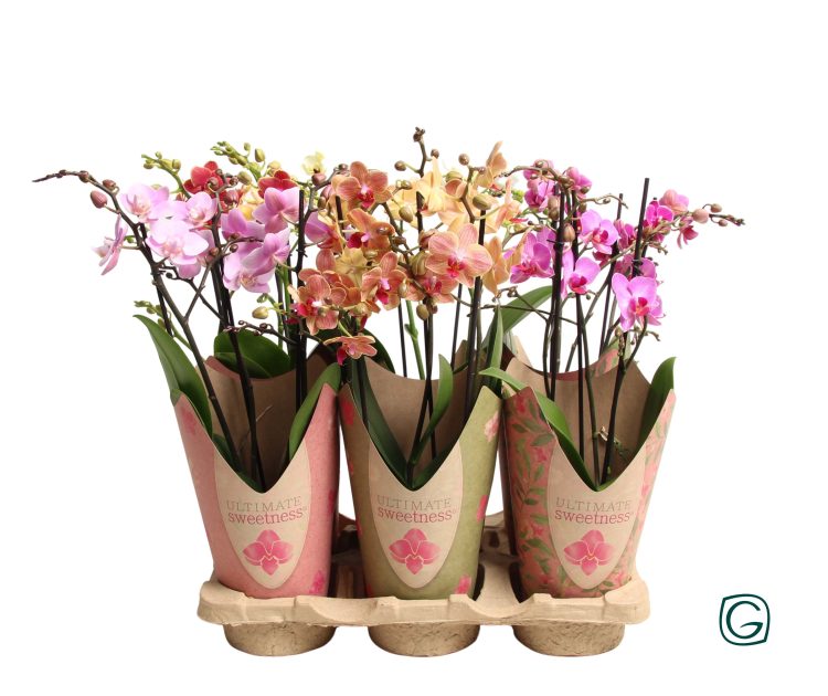 Phalaenopsis Multiflora Mix 3 Stem 50 Cm - Indoor Plants - Windyridge Garden Centre