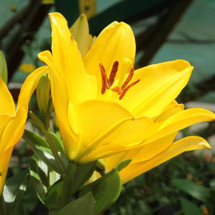 Lilium Yellow Pixie