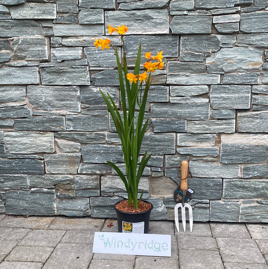 Crocosmia Buttercup - Herbaceous - Windyridge Garden Centre